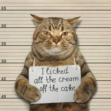 The guilty cat — licked all the cream off the cake
